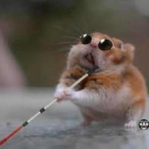 Meet your Posher, Gwen